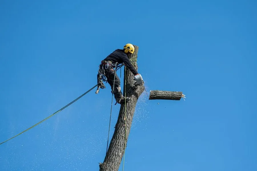 A tree surgeon in safety equipment working on a mature tree