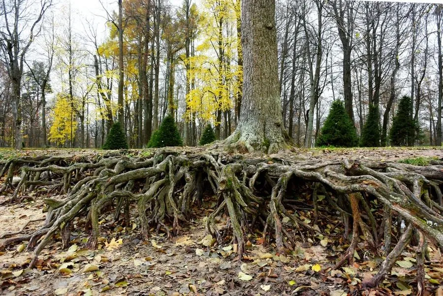 Exposed tree roots spreading across the ground at the base of a mature tree