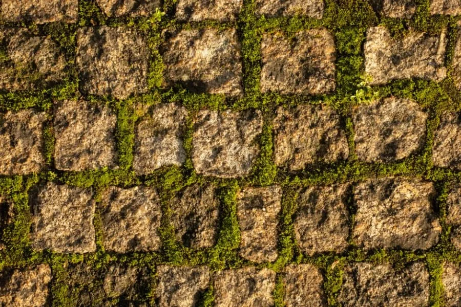 Moss growing on a damp paved surface
