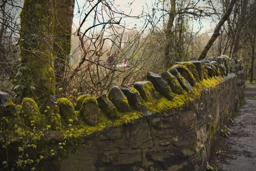 Moss on damp stone paving