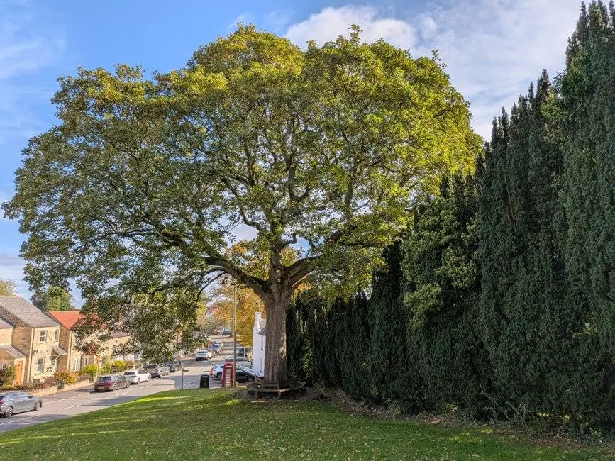 A large mature oak tree standing beside a quiet English lane