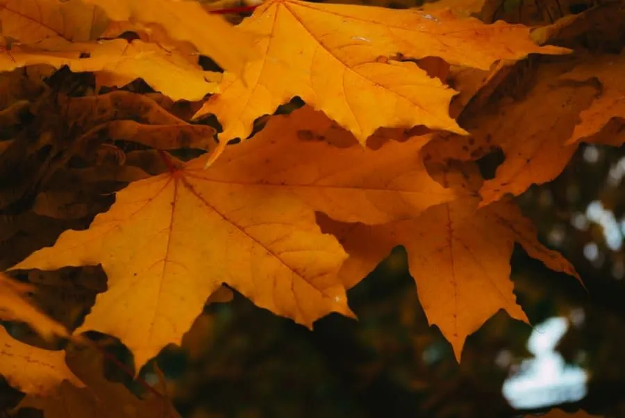 Bright autumn maple leaves in close view