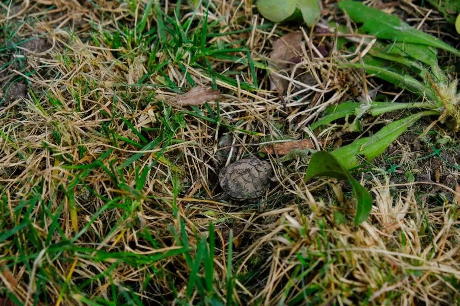 A small utility access cover set into the ground beside a property