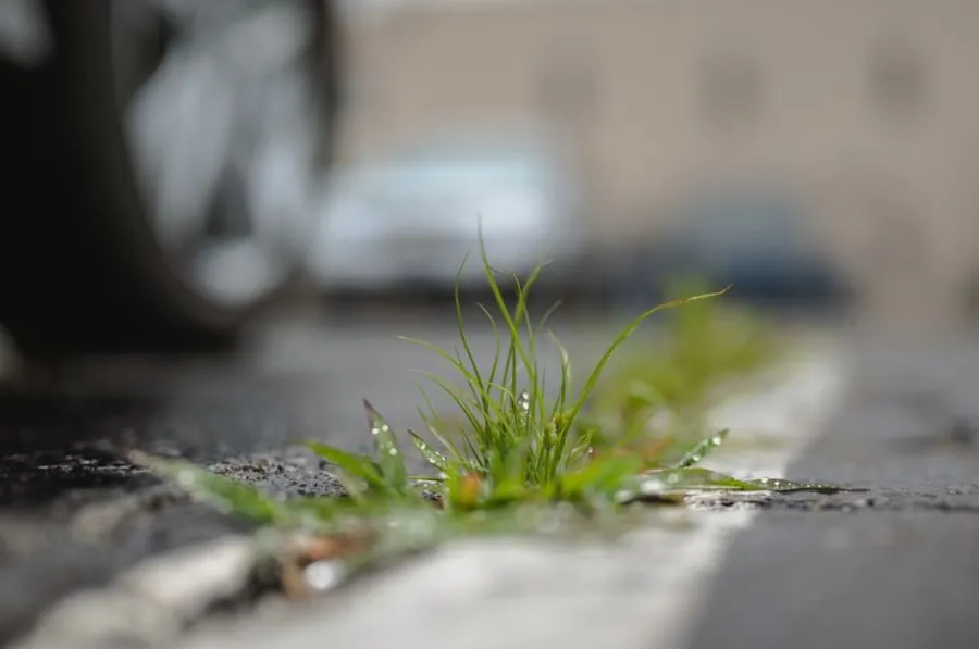 Weeds growing along a driveway edge