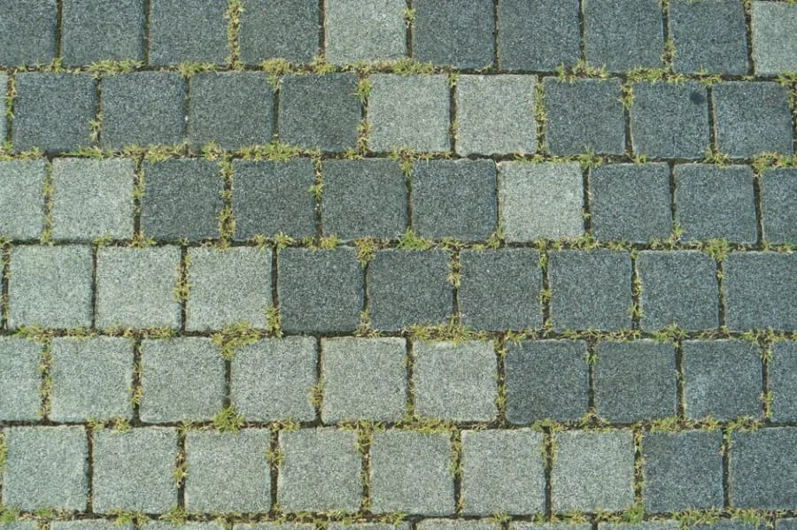 Weeds growing between paving joints