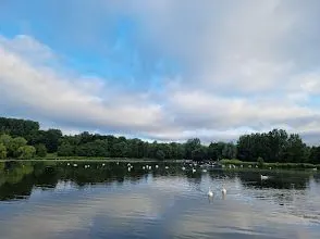 A group of ducks are swimming in a lake with trees in the background.