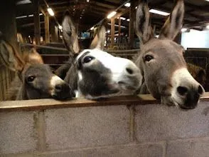 Three donkeys are looking over a brick wall.